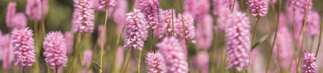 Yvonne Maurer, Psychotherapeutische Praxis