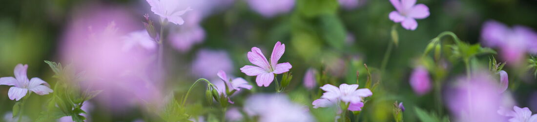 Yvonne Maurer, Psychotherapeutische Praxis