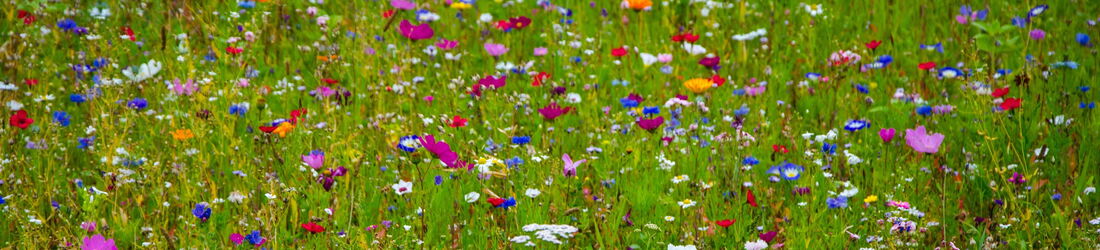 Yvonne Maurer, Psychotherapeutische Praxis