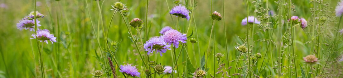 Yvonne Maurer, Psychotherapeutische Praxis