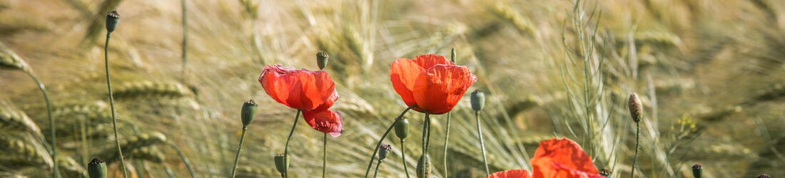 Yvonne Maurer, Psychotherapeutische Praxis